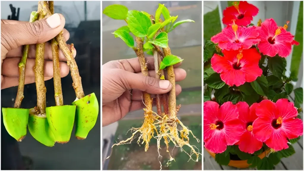 Grow Stunning Hibiscus at Home: Easy Tips for Vibrant, Tropical Blooms